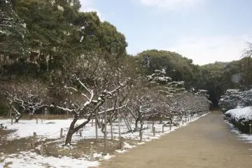 <p>Pada awal bulan Februari Taman Shukkei-en kelompok pohon "ume" sakura masih berada dalam genggaman musim dingin.</p>