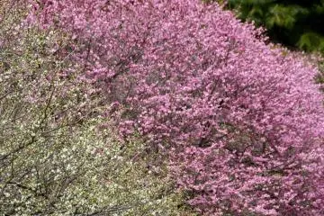 <p>Menyelimuti kumpulan pohon sakura yang baru saja tandus.</p>