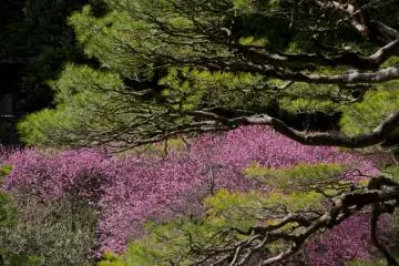 <p>Keindahan kontras dengan pohon pinus yang hijau.</p>