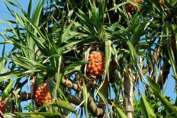 Snack pine