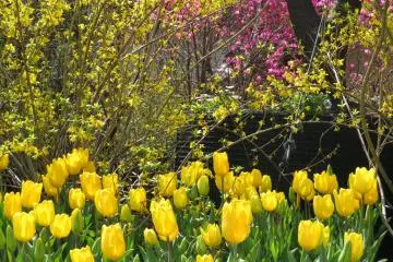Red Brick Warehouse Tulips