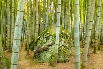 One last walk through the bamboo forest before returning to civilisation