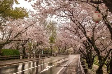 Countless Cherry trees lining the main road leading up to Kumamoto Castle