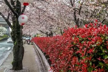 Pink and red; a colorful combination