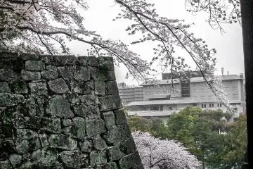  Some colorful cherry blossom covering the outer castle walls