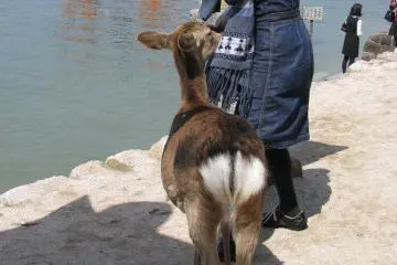 Curious deer