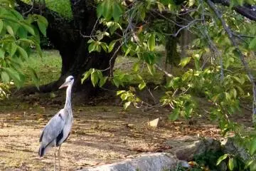 A grey egret at "White Egret Castle"