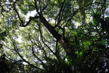 Big trees in the surroundings