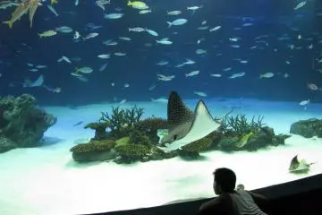 Such fish is quite exotic for me