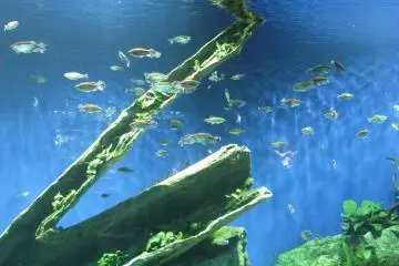 Underwater life is amazing