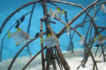 As fish swim quickly, it's hard to catch clear photo