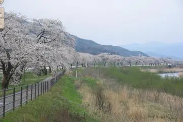 Cherry trees along the Sarugaishi River in Tono