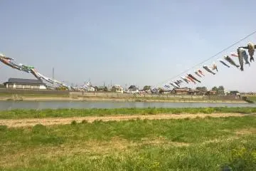The carp streamers over the Kitakami River in Kitakami