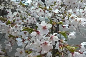 A close up of cherry blossoms at Hanamaki Onsen