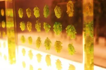 Some hops are also on display