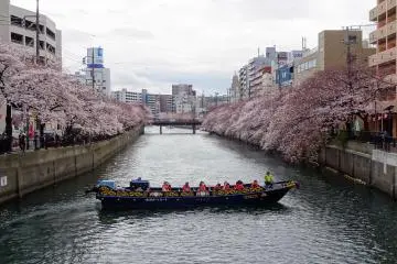 เรือล่องชมดอกซากุระอีกแบบหนึ่ง