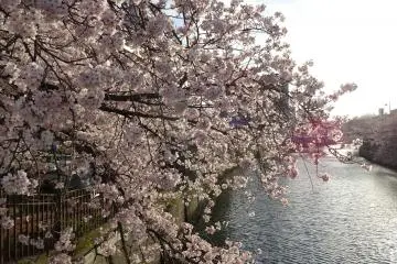 ซากุรายามเย็นและแม่น้ำโอโอะคะกะวะ