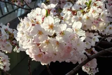 ดอกของซากุระพันธ์นี้มีสีชมพูอ่อนจนเกือบขาว 