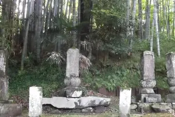 A restful bamboo grove