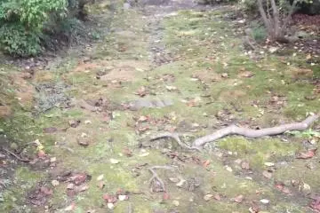 A path grown through with roots and moss