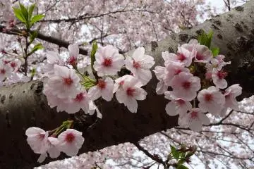 สวยหวาน