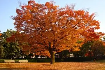 Himeji Garden, Autumn colors