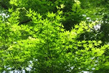 Young momiji leaves