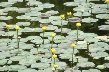 Small water lilies