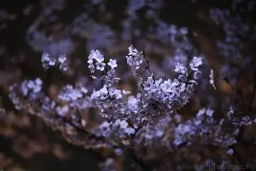Some are lights are so subtle, but create an elegant color with the sakura 