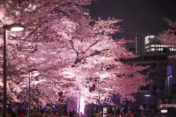 viewing the yozakura from the street in Roppongi