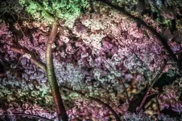 Illuminated Sakura