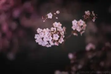 A pretty close up of the blossoms