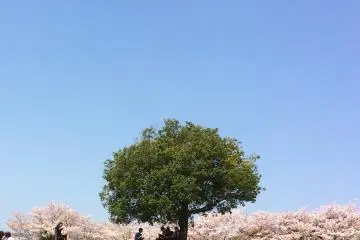 Sitting in the sun, enjoying the blossoms