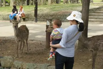 Getting acquainted with deer
