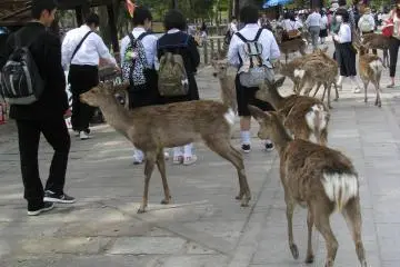 With children and deer some places were quite crowded