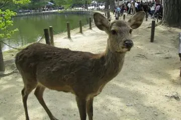 I really enjoyed meeting the deer