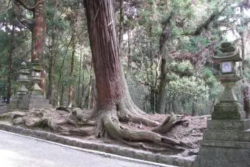 Powerful trunk!