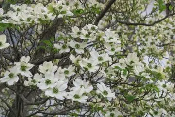 Beautiful flowers that are unknown to me