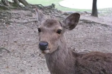 That deer felt something