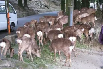 Dinner for the deer - fresh cut grass!