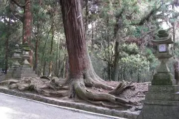 The way to Kasuga Taisha, Nara, in Kansai