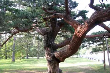 Imperial Gardens, Kyoto, Kansai