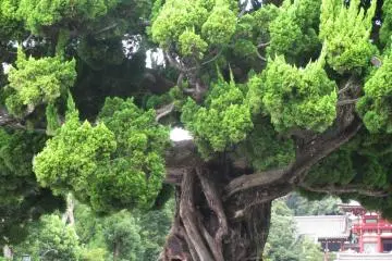 Kamakura, Kanagawa