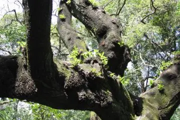 Shinjuku Guoen, Tokyo