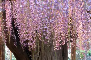 Wonderful fuji at Ashikaga Flower park, Tochigi