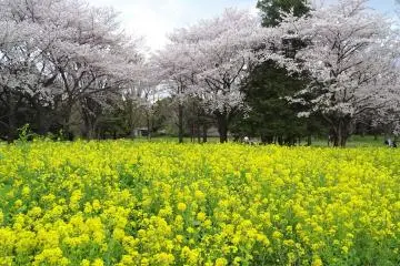 ภาพดอกไม้สีชมพูอ่อนตัดกับทุ่งดอกไม้สีเหลืองอย่างงดงาม 