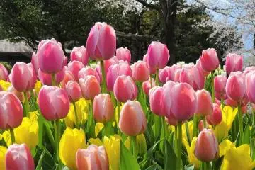 เฉดสีชมพูที่งดงาม
