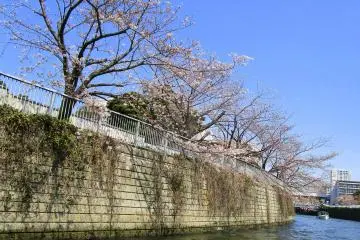 Tranquil views of the blossoms