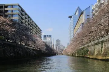 The over 800 trees line over half of the river's length