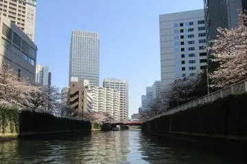 City scapes and cherry blossoms